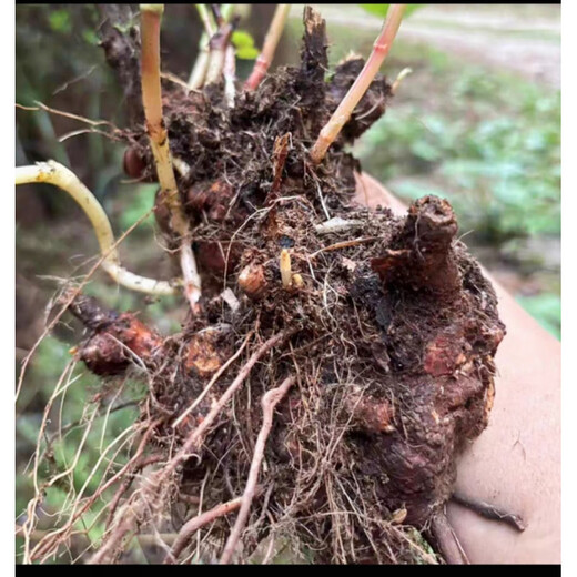 Freshly dug golden buckwheat, Chinese medicinal material, wild buckwheat seedlings, golden buckwheat roots, wild buckwheat, Chinese medicinal material, wild buckwheat seedlings, Jin Qiao wheat, Jin Jin equal to 0.5 kg, with fibrous roots
