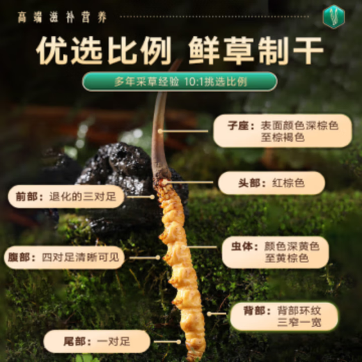 Beijing Tongrentang Cordyceps sinensis [large Cordyceps king] 1g about 3 first stubble unbreakable grass high-end tonic products