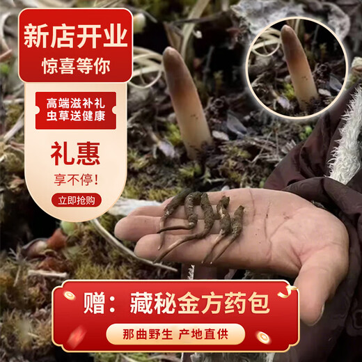Collection vitale de Cordyceps sauvages Sinensis Fresh Cordyceps Suppléments de Nagqu, Tibet pour donner des coffrets-cadeaux nutritionnels aux anciens et aux personnes âgées. L'herbe fraîche du premier chaume sauvage est d'environ 0,6 g / racine 50 racines