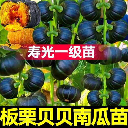 Authentic Chestnut Flavor Real Beibei Pumpkin Seedlings with Soil for Four Seasons Potted Honey Old Pumpkins, Take 3 + 3 Trees (6 Plants in Total) (Grade A) Beibei Pumpkin Seedlings (Strong Seedlings)