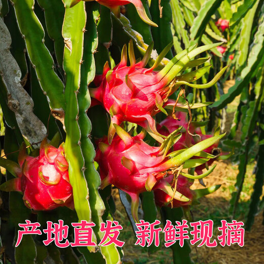Jindu No. 1 Red Heart Pitaya, Mibao Fresh Honey, Pregnant Women’s Treasure, Red Meat, Seasonal Fruit, Red Dragon Fruit, Large Fruit, 3 pieces, single fruit starting from 200g