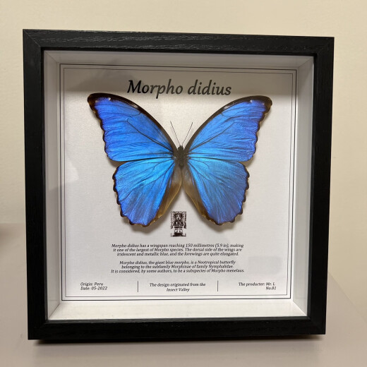 Insect Valley Big Blue Flash Butterfly Butterfly Muestra Frame Frame Butterfly Art Frame Real Butterfly Friends Holiday Gift Collection No. 1098