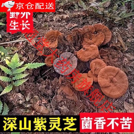 Beijing Tongrentang Deep Mountain Ganoderma lucidum purple Ganoderma lucidum wild not bitter pruning with spore powder natural semi-wild Ganoderma lucidum slices dry goods 510g + 2g (whole Ganoderma lucidum) [4-8 medium and large flowers]