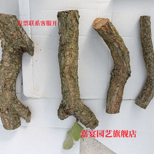 Champagne trunk underwater forest ornaments decoration pure natural water and land tank rainforest tank landscaping climbing pet turtle sun terrace 6-8 cm in diameter and 30 cm long