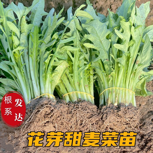 The store's best-selling authentic Guangxi Bobai sweet wheat seedlings are easy to grow, fresh and muddy, now pulled out and soft, crisp and clear, 38 authentic sweet wheat seedlings