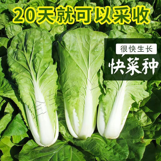 Four seasons fast vegetable seeds, creamy cabbage seeds, spring and summer water cabbage, four seasons courtyard balcony potted vegetable seeds, four seasons creamy fast vegetable seeds (no insects, no pesticides) Event Buy 3 bags + 2 bags 12555 grains + fertilizer