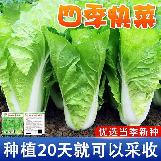 Four seasons fast vegetable seeds, creamy cabbage seeds, spring and summer water cabbage, four seasons courtyard balcony potted vegetable seeds, four seasons creamy fast vegetable seeds (no insects, no pesticides) Event Buy 3 bags + 2 bags 12555 grains + fertilizer