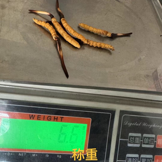 Naque Zhifa 2025 Tibet Naqu Highlity Authentic Wild First Fresh Cordyceps Sinensis One-For-100 Naqu Wild Grass 1,5 г/корень-100