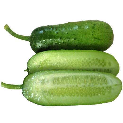Mini fruit cucumber seeds, heat-resistant and high-yield, spring and summer small cucumber seeds, four-season balcony potted vegetable seeds, 10 thornless fruit cucumber seedlings