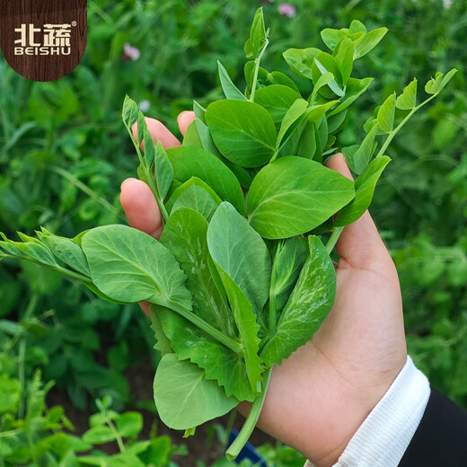 Beishu Pea Tip Seeds Needless Pea Sprouts Large Leaf Spring Four Seasons Rapeseed Needless Pea Tip Seeds 100g