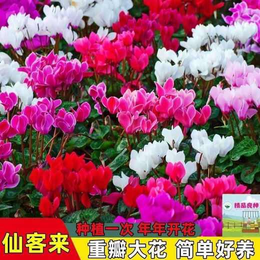 Large flower Cyclamen seeds Cyclamen potted seeds New Year's Eve plants flowers balcony can be potted to bloom in all seasons Cyclamen seeds national red BVD263 new seeds 1 pack of about 105 seeds Song Song