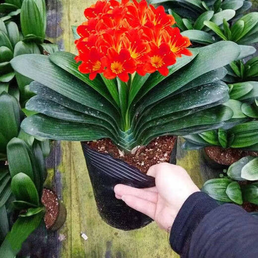 Four Seasons Clivia potted plant with buds, old seedlings, large and small seedlings, flower plants, indoor flowers and green plants, round-headed monks, Chinese red 9-11 leaves, flowering in the current year, 5 years old seedlings