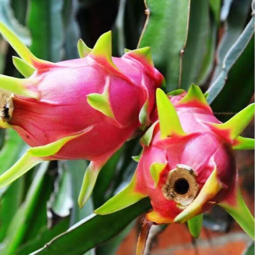 Dragon fruit seeds are easy to grow in the courtyard and balcony, indoor and outdoor potted plants for home planting of four seasons vegetables and fruits. Dragon fruit seeds, five packs, about 300 capsules