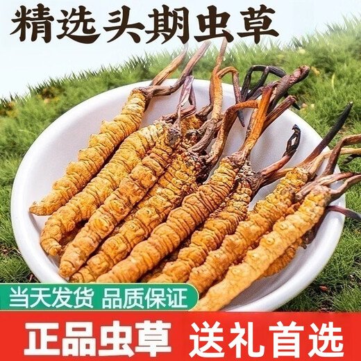 Luzhangtang Cordyceps gift box is packed with authentic Tibetan snow mountain Cordyceps gifts quality guaranteed to ship on the same day. Tibet Naqu fine cordyceps 2 pieces 1 gram 20 pieces