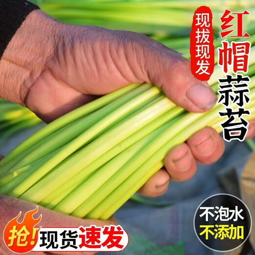 This year's first batch of fresh garlic sprouts, fresh supermarket quality garlic sprouts, vegetable seasoning, cold stir-frying, ready-to-eat garlic sprouts 2Jin Jin equals 0.5 kg of fresh garlic sprouts