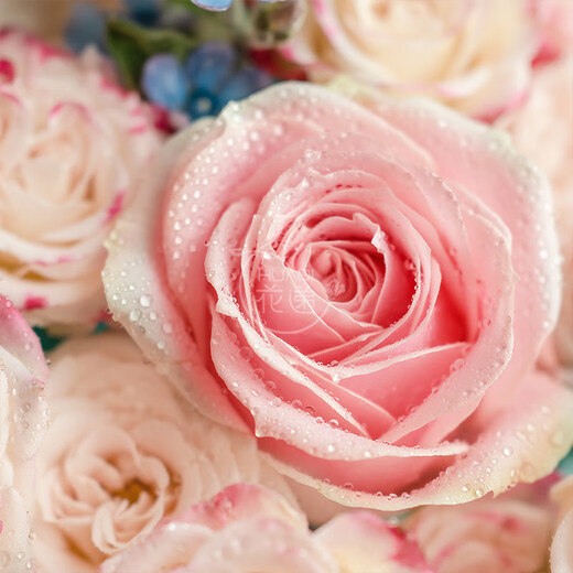 Baihuaguan Flower Express Rose Dopamine Bouquet Real Flower Niche Birthday Gift for Girlfriend Same City Delivery Within Hours Spring in the Palm | dyr78