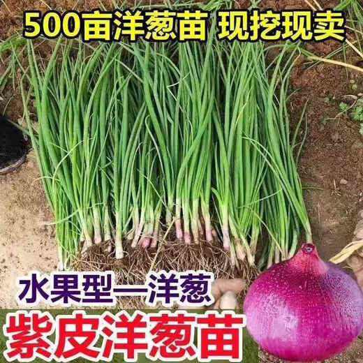 Fruit onion seedlings, authentic purple-skinned onion seedlings with roots, two-red oblate red onion seedlings, purple-skinned onion seedlings, 100 pieces, authentic