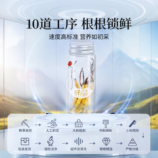 同仁堂品牌 新鲜虫草0.4-0.6克/条30条装冬虫夏草 青海源头直发包邮