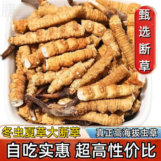 正品虫草冬虫夏草大断草高海拔断虫草2025头茬新自用大号断虫草 那曲高海拔断虫草20克装