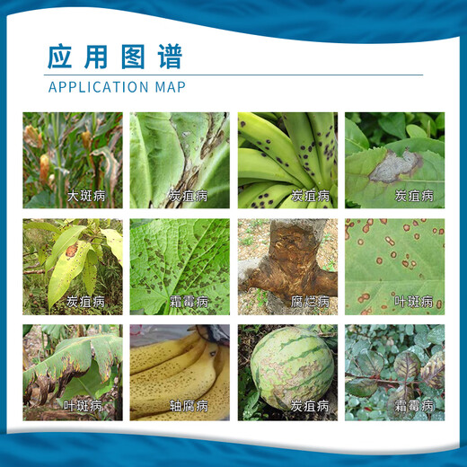 BASF Germany BASF Kairun pyraclostrobin rose downy mildew cucumber powdery mildew watermelon anthrax pesticide fungicide 1000ml