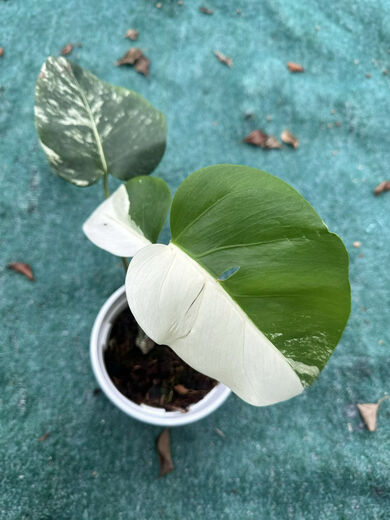 Белый монстр Monstera Yin-Yang Белый черепаховый зеленый растение горячее растение горячее растение Jinhua Plant Internet Plain Leaf Leaf Doszlant Один из них один выстрел № 187 3884 Листья Инь-Ян Петли Старые листья разбиты, горшок