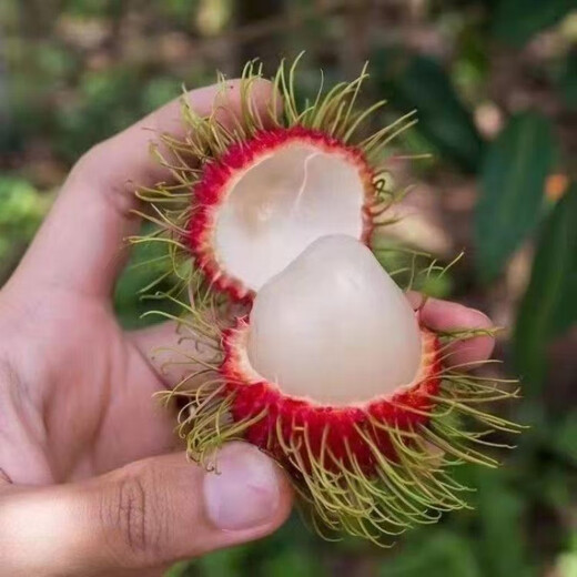 Rambutan seeds for all-season sowing, balcony potted plants and small yard planting, simple fruit and vegetable seeds collection. Rambutan seeds, original, selected high-quality seeds, one pack, about 10 seeds.
