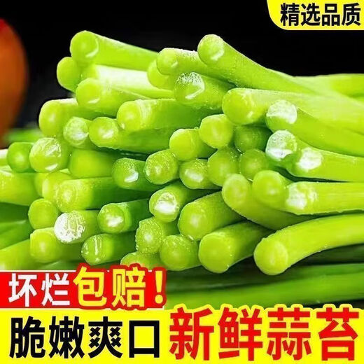 This year's first batch of fresh garlic sprouts, fresh supermarket quality garlic sprouts, vegetable seasoning, cold stir-frying, ready-to-eat garlic sprouts 2Jin Jin equals 0.5 kg of fresh garlic sprouts