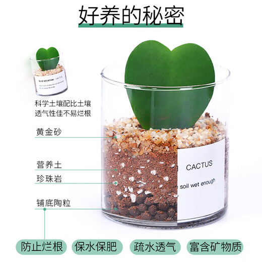 Succulent plant cactus potted indoor succulent cactus small potted flowering cute desktop green plant gold crown + glass pot + gold sand + nutrient soil with pot