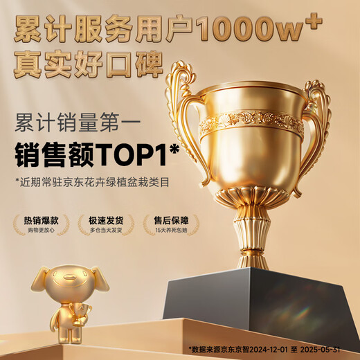 Когда плоды цветут, мелколистной красный бонсай нанму, китайское растение дзен, золотой бонсай нанму, старое зеленое растение на столе в офисе, фиолетовый горшок с песком + мох + основа