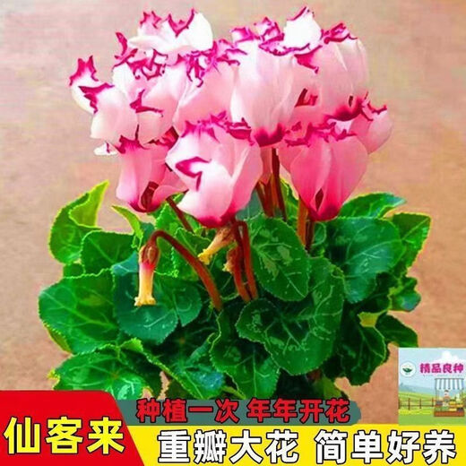 Large flower Cyclamen seeds Cyclamen potted seeds New Year's Eve plants flowers balcony can be potted to bloom in all seasons Cyclamen seeds national red BVD263 new seeds 1 pack of about 105 seeds Song Song