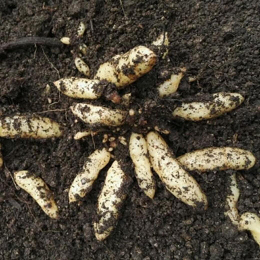 Gastrodia seeds 0th generation Gastrodia 1st generation Gastrodia seedlings Gastrodia seeds four seasons planting ground potted Gastrodia granular seeds 101 grains + rooting fertilizer