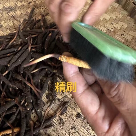 Naque Zhifa 2025 Tibet Naqu Highlity Authentic Wild First Fresh Cordyceps Sinensis One-For-100 Naqu Wild Grass 1,5 г/корень-100