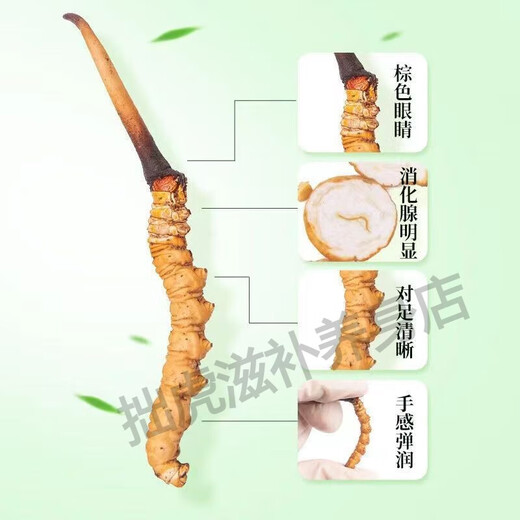 
Beijing Tongrentang Fresh Cordyceps sinensis Fresh Cordyceps Head Period Cordyceps Gift Goods Flagship Nutrition Camp 2025 First Fresh Cordyceps 0.6g/root 10