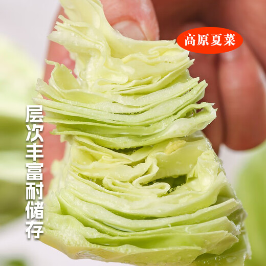 Plateau summer vegetables, fresh cabbage, green cabbage, cabbage, cabbage, seasonal vegetables, healthy and nutritious breakfast, 3 Jin Jin equals 0.5 kg, boxed farm food