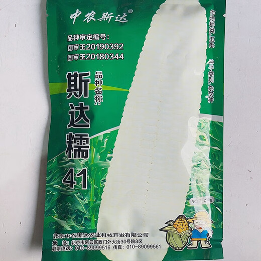 Early maturing short-stemmed white sweet and waxy white corn seeds in the field for sowing in all seasons with big sticks for fresh corn in spring and autumn Jinnuo 1915 600 grains