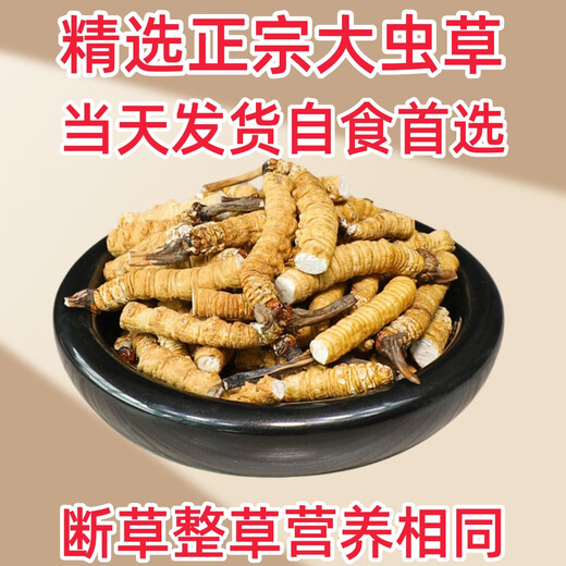 Cordyceps sinensis gebrochenes Gras Cordyceps hohe Höhe Cordyceps sinensis authentisch Cordycep