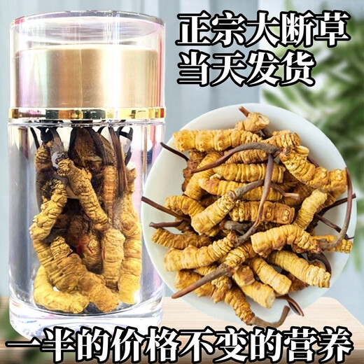 Cordyceps sinensis gebrochenes Gras Cordyceps hohe Höhe Cordyceps sinensis authentisch Cordycep