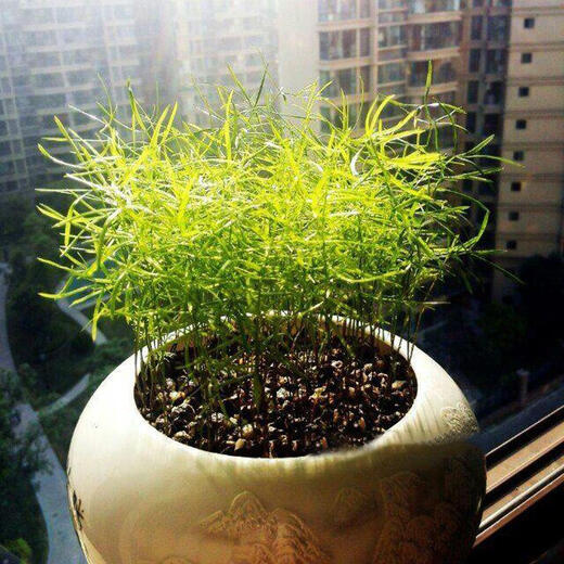 Wu Bamboo Seeds Desktop Balcony Potted Plants and Flowers Four Seasons Sowing Small Forest Dieffenbachia Hydroponic Planting Wu Bamboo Seeds 600 Capsules