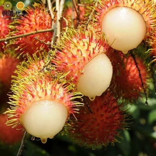 Rambutan seeds for all-season sowing, balcony potted plants and small yard planting, simple fruit and vegetable seeds collection. Rambutan seeds, original, selected high-quality seeds, one pack, about 10 seeds.