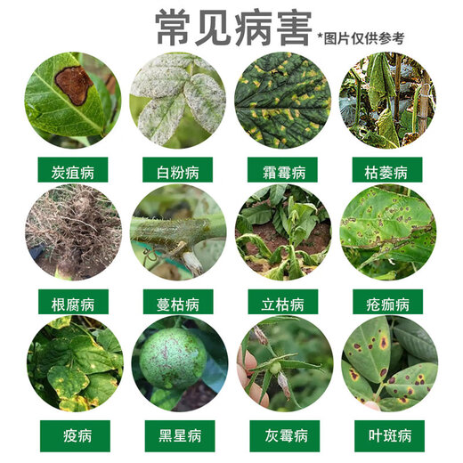 Phytozolin small powder medicine pyrazole oxamphenyl rose flower succulent potted rotten root blight granules horticultural anther fungicide