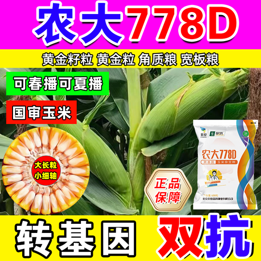 Strong man's genetically modified high-yield corn seeds with short stems and lodging resistance, nationally approved double-rod twins, drought-resistant new varieties of corn seeds, genetically modified golden grains, 4100 grains