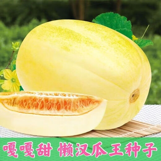 Gagatian Northeastern cantaloupe seeds, yellow melon fruit seeds, easy to grow in spring and autumn, high sugar content, old farm varieties, Gagatian seeds, 2 packs, about 200 capsules