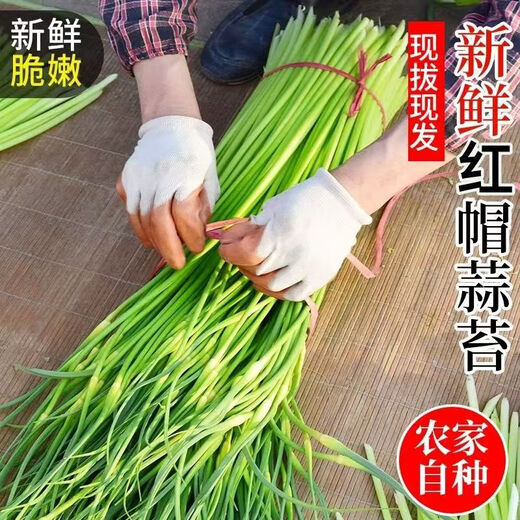 This year's first batch of fresh garlic sprouts, fresh supermarket quality garlic sprouts, vegetable seasoning, cold stir-frying, ready-to-eat garlic sprouts 2Jin Jin equals 0.5 kg of fresh garlic sprouts