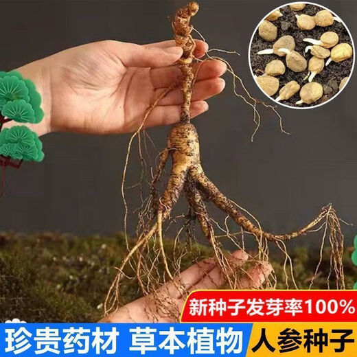 Changbai Mountain ginseng seeds are planted all year round in potted Northeastern American ginseng seeds, herbal medicinal seeds, 50 new seeds + fertilizer (100% germination rate)