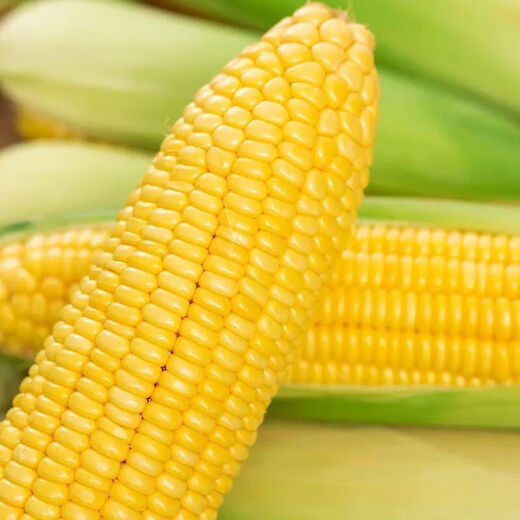 Fresh sweet corn Freshly picked fresh fruit corn Fresh sweet corn on the cob Fresh vegetables can be eaten raw for breakfast Fresh fruit corn 5Jin Jin equals 0.5kg Net weight starting from 300g