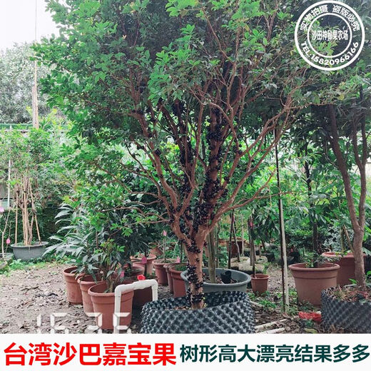 嘉宝果苗沙巴嘉宝果苗树葡萄果树苗带土带叶东莞13年老店 6年半苗沙巴6169 141cm(含)-170cm(含)