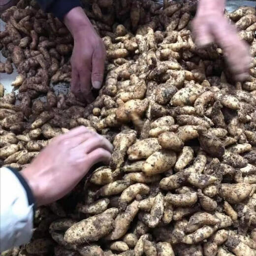 Gastrodia seeds 0th generation Gastrodia 1st generation Gastrodia seedlings Gastrodia seeds four seasons planting ground potted Gastrodia granular seeds 101 grains + rooting fertilizer