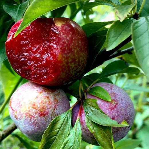 Wholesale bee sugar plum seeds are delicious, sweet and sour, simple and easy to grow plum seeds, delicious and good bee sugar plum seeds (new species), selected mixed colors, half a pack of about 2 seeds