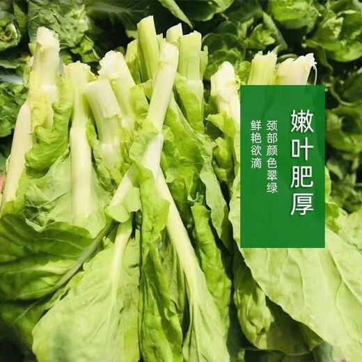 Cuatro temporadas de semillas de musgo de repollo se pueden cosechar semillas cardíacas de repollo de repollo temprano se pueden cosechar muchas veces con alto rendimiento y semillas de vegetales resistentes a las enfermedades. Semillas de musgo de repollo de división temprana [muchas ramas laterales 1 paquete de semillas [aproximadamente 1049 piezas] + fertilizante