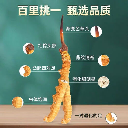 Cordyceps sinensis cordyceps sinensis tibetanische schneebedeckte cordyceps 2 Gramm Trockenwaren Cordyceps Geschenk 60 gute Produkte 60 Geschenkboxen [Spezifikationen 3 Gramm 1 Gramm]